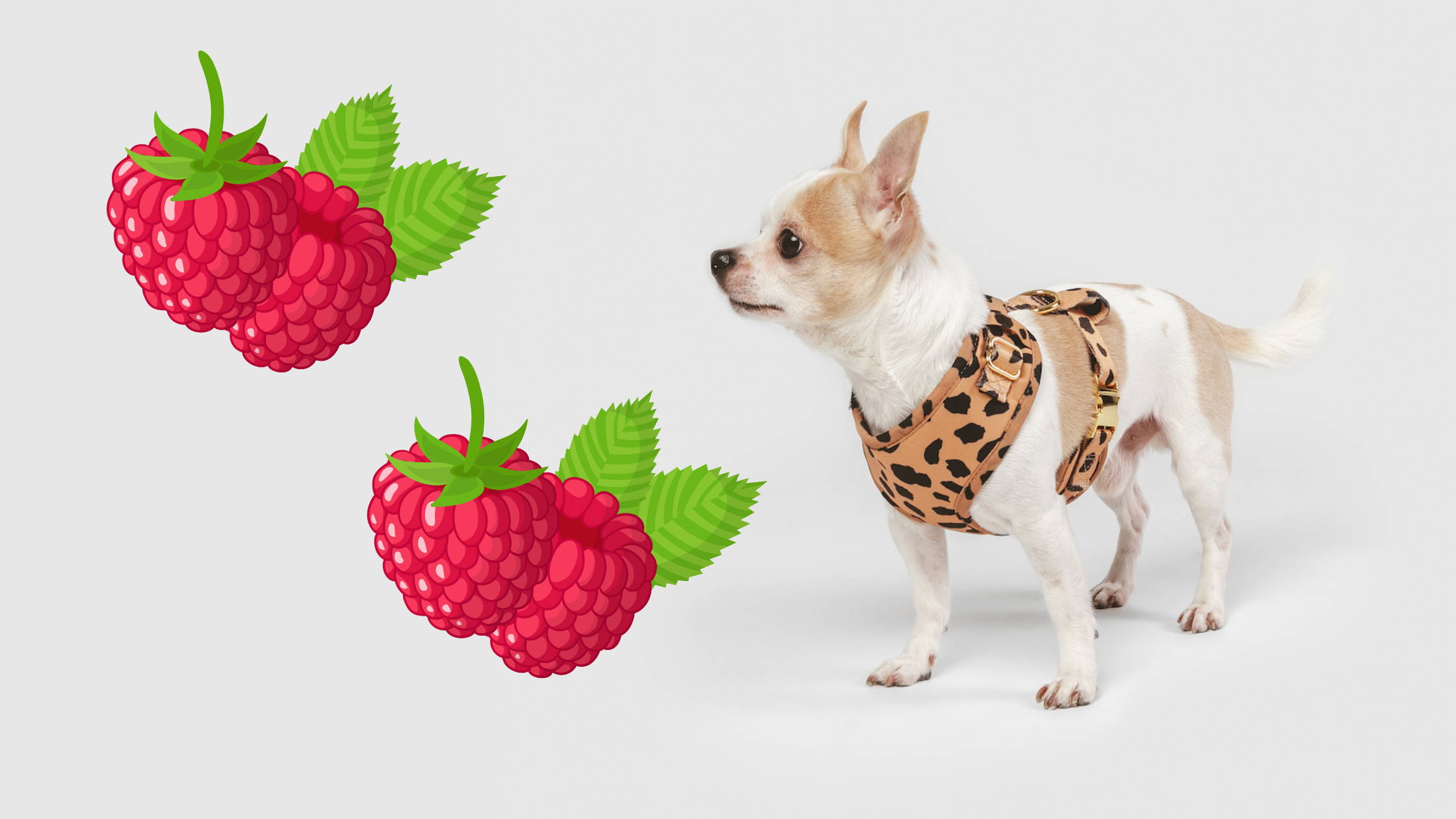 🍇 Can Dogs Eat Raspberries? Bijou and Co.